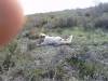 Jos� Ram�n (WxH) - cazando becadas 